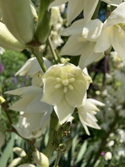 Tegeticula yuccasella