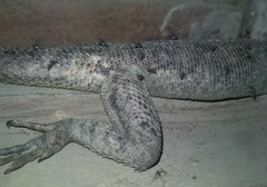 Culicidae