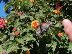 Danaus gilippus candidus