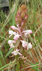 Satyrium longicauda longicauda
