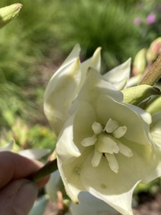 Tegeticula yuccasella