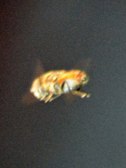 Palpada mexicana