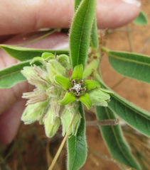 Raphionacme galpinii