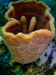 Cribrochalina vasculum