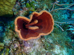 Cribrochalina vasculum