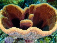 Cribrochalina vasculum