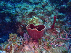 Cribrochalina vasculum