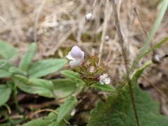 Prunella × intermedia