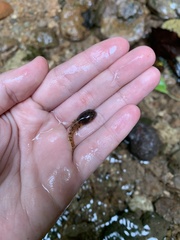 Ptychohyla hypomykter