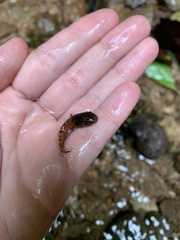 Ptychohyla hypomykter