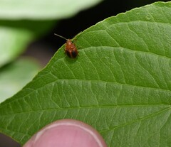 Prionocyphon limbatus