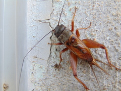 Gryllus multipulsator