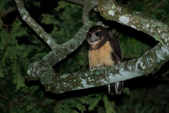 Pulsatrix koeniswaldiana