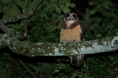 Pulsatrix koeniswaldiana