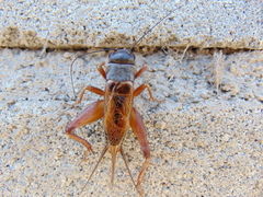 Gryllus multipulsator