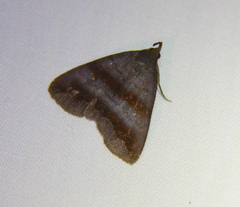 Rejectaria lysandria