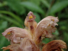 Orobanche alsatica