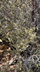 Cercocarpus ledifolius