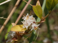 Cuscuta epithymum epithymum