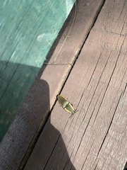 Chalcolepidius rugatus