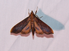 Anarmodia