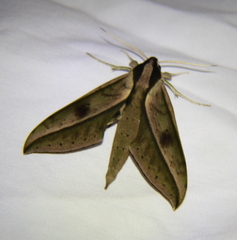 Xylophanes acrus
