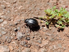 Pimelia laevigata validipes