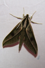 Xylophanes acrus