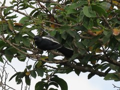 Melaniparus niger niger