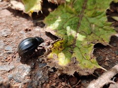 Pimelia laevigata validipes