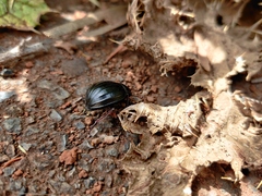 Pimelia laevigata validipes