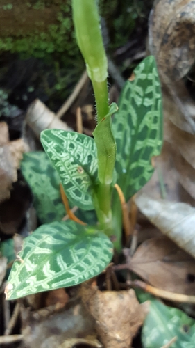lesser rattlesnake plantain