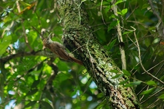 Lepidocolaptes squamatus