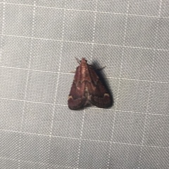 Hypsopygia intermedialis