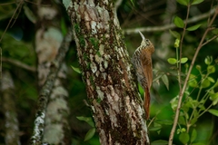 Lepidocolaptes squamatus