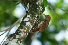 Lepidocolaptes squamatus