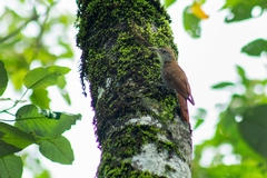 Lepidocolaptes squamatus