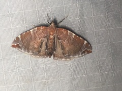 Eulithis molliculata