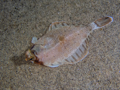 Pleuronichthys