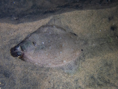Pleuronichthys