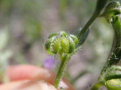 Lappula redowskii redowskii