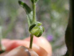 Lappula redowskii redowskii