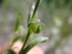 Lappula redowskii redowskii