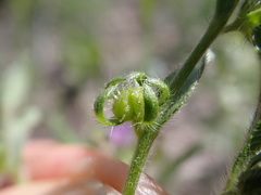 Lappula redowskii redowskii