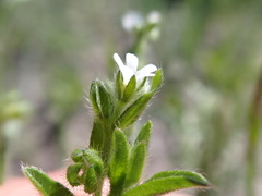 Lappula redowskii redowskii