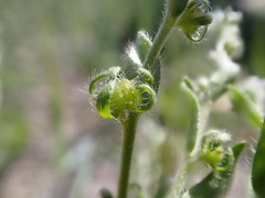 Lappula redowskii redowskii