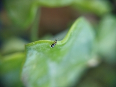 Leptaleus rodriguesi