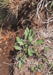Ruellia metziae