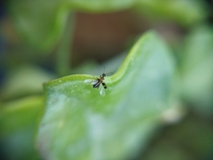 Leptaleus rodriguesi