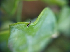 Leptaleus rodriguesi